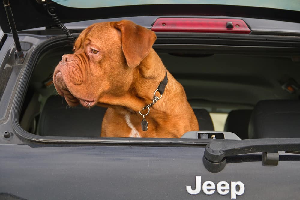 A large dog sits at the cargo trunk of the Jeep Grand Cherokee.