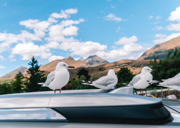 Does Bird Poop Ruin Car Paint?