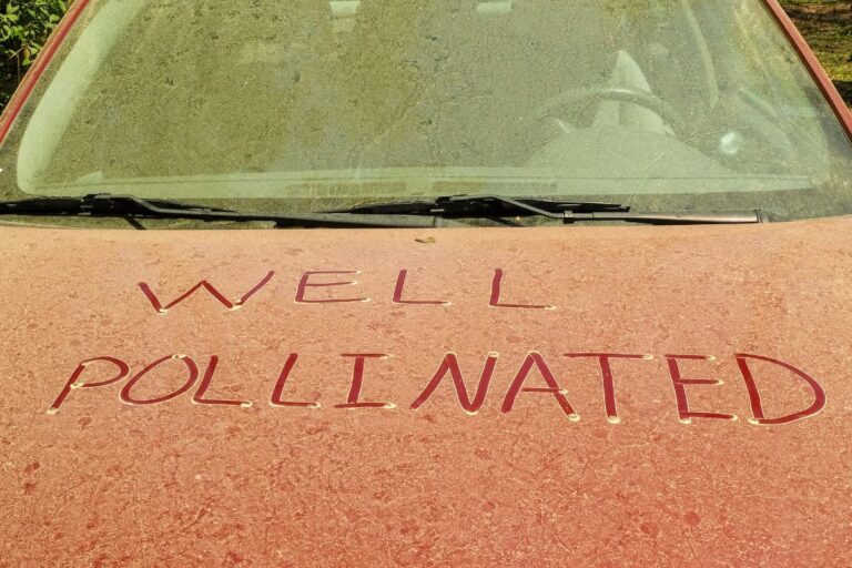 Does Pollen Damage Car Paint?