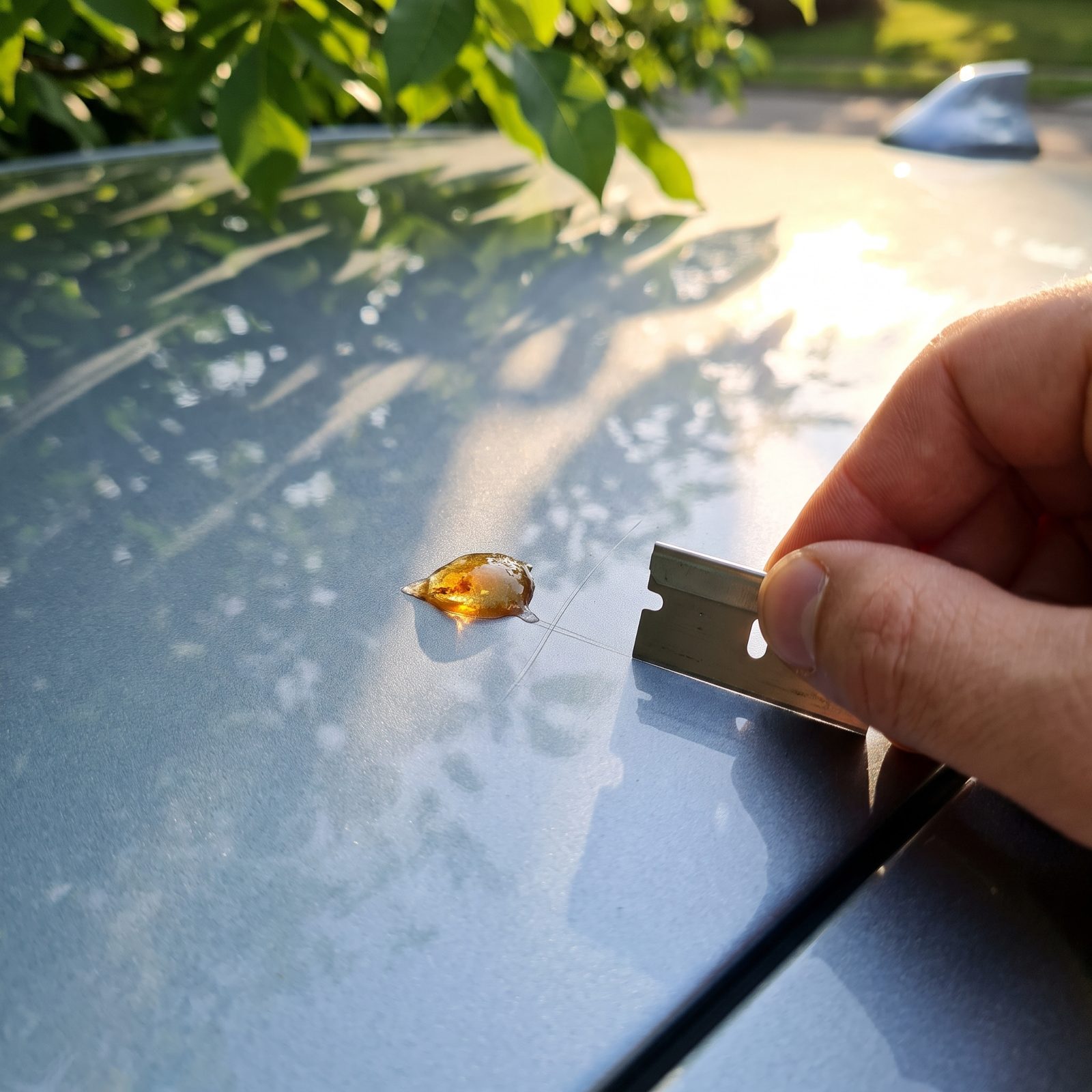 Taking a Razor Blade to a Blob of Tree Sap